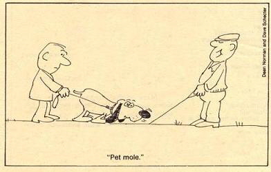 Pet Mole